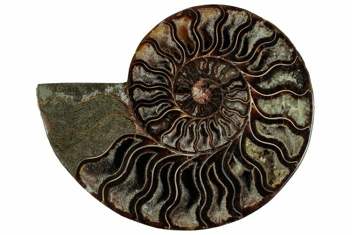 Cut & Polished Ammonite Fossil (Half) - Madagascar #317946